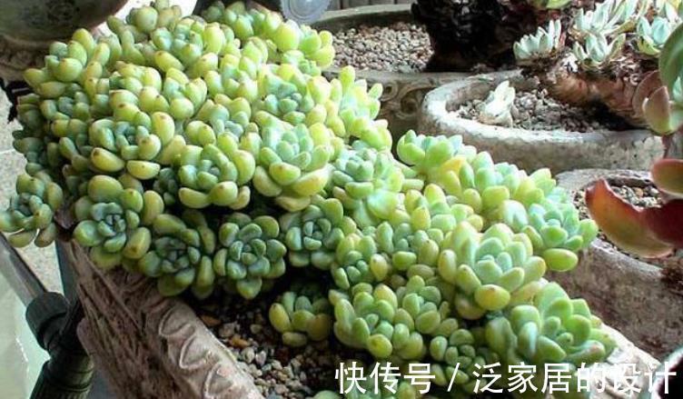 多肉|这5款多肉一点都不输花卉,勺状叶排序如娇花,还能散发出幽香