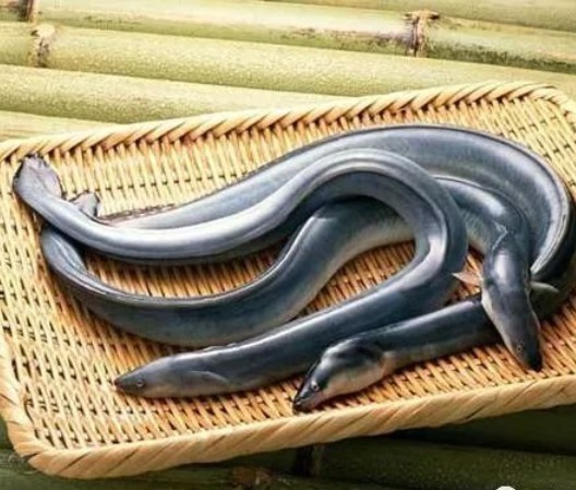 心脑血管疾病|高血压三种鱼不能吃,不适合高血压患者“多吃”,以免对健康不利