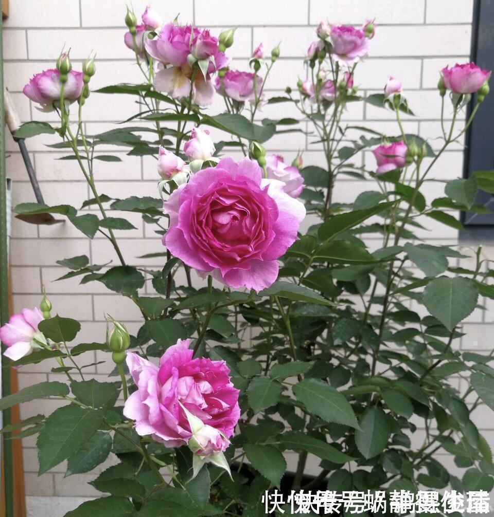 残花梗|月季开完花,这样一处理,2周以后花芽“嘟嘟冒”,花朵开爆