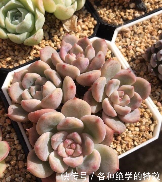 羞红|秋风轻吻,多肉,羞红了脸颊