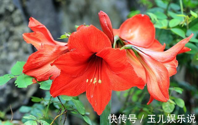 养花就养此3种,花朵硕大颜色丰富,开花漂亮韵味十足,人见人爱