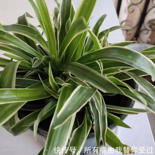 家庭养花摸清采光好与坏的区别，室内盆栽什么植物都没问题