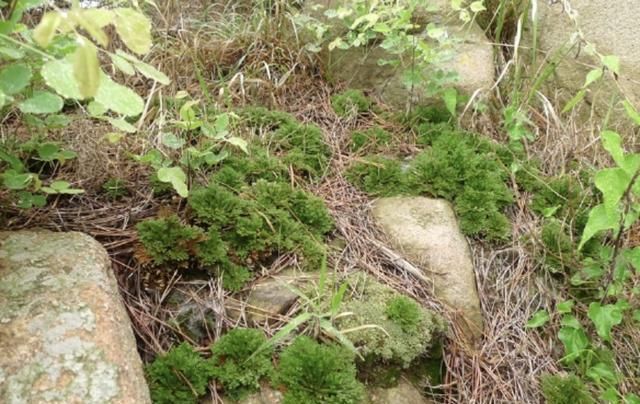 山坡下，有2种野生的“盆景树”，茎干弯曲、奇特，比卷柏珍贵