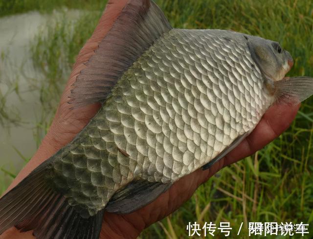 鲫鱼|蚯蚓饵料都不灵,夏钓鲫鱼只用米!钓鱼新手表示鲫鱼连竿也太容易