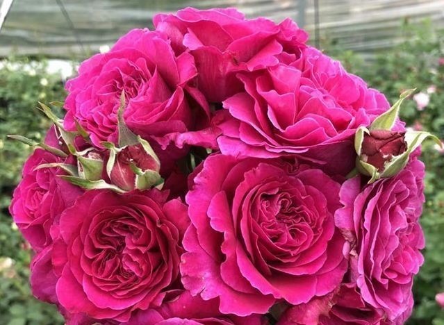 喜欢玫瑰,不妨试试“高端玫瑰”女人香气,丰腴婀娜,花色艳丽