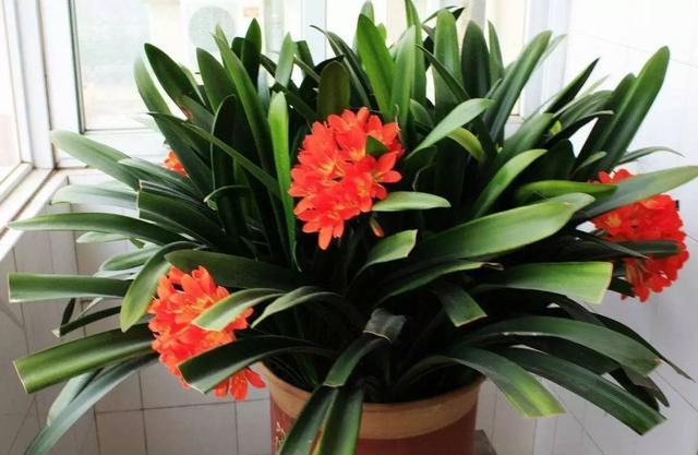 养君子兰得这样浇水,君子兰健壮不烂根,开花爆盆轻而易举