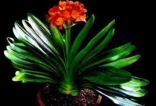 君子兰患黄化病2年，大胆在盆中倒点“它”，叶片变得又肥又绿！