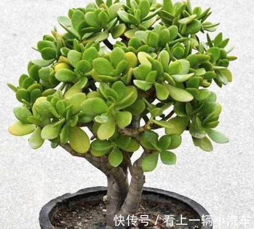 养玉树掌握几个关键点,一年变老桩,轻松长成树