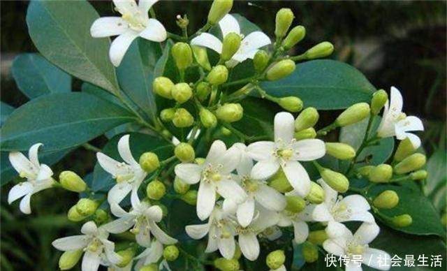 此“花”比香水还要香,院子里种一棵,能净化空气,花香九里!