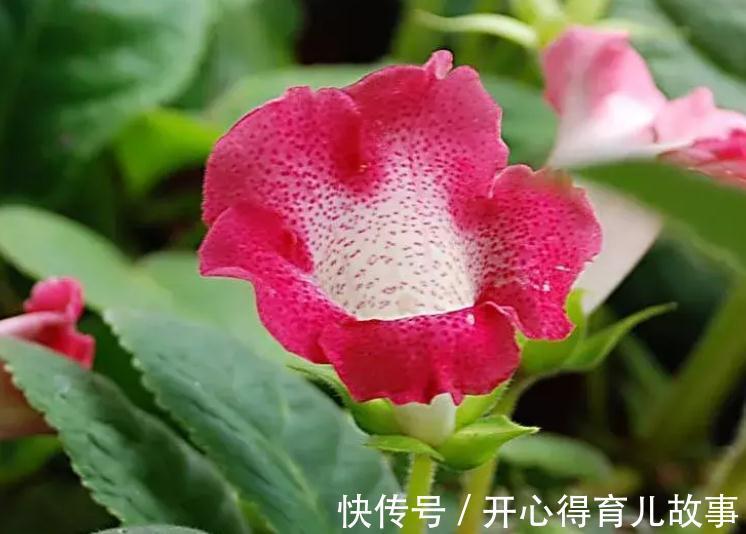 冬天这些花不能喷水