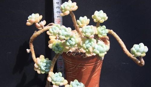 养多肉劳尔，做好3件事，香味浓郁长爆盆，变成香香大果冻