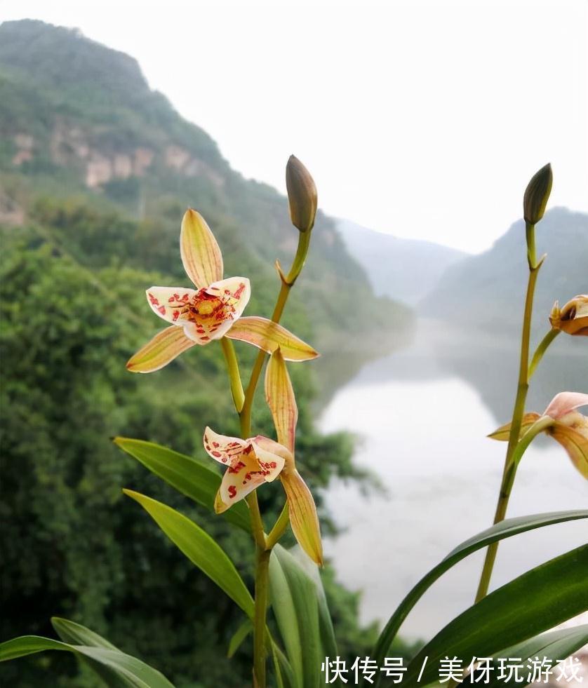 兰花瓣型详细解说，快来瞧瞧您养的兰花是什么瓣型吧