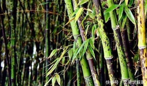竹子|你以为竹子都是圆的 颠覆三观!