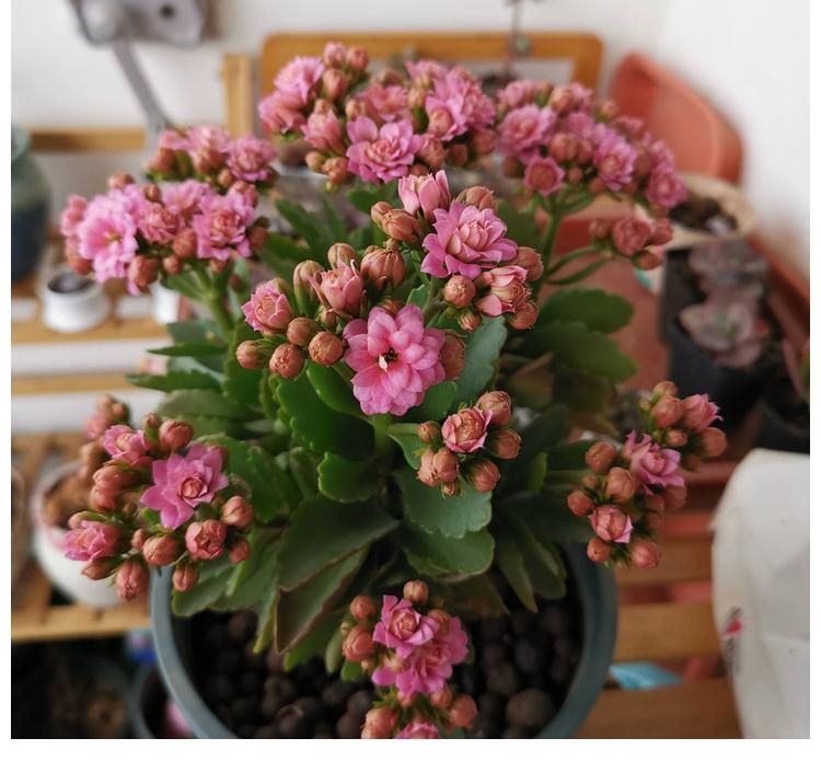 阳台上|冬季养长寿花,记住2点,叶肥厚油绿、花苞多花色美、灿烂盛开