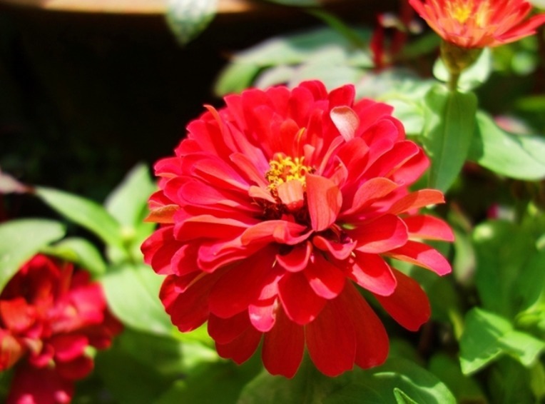 养花就养“它”,花开100天,好养易活、耐干旱,比菊花好看10倍