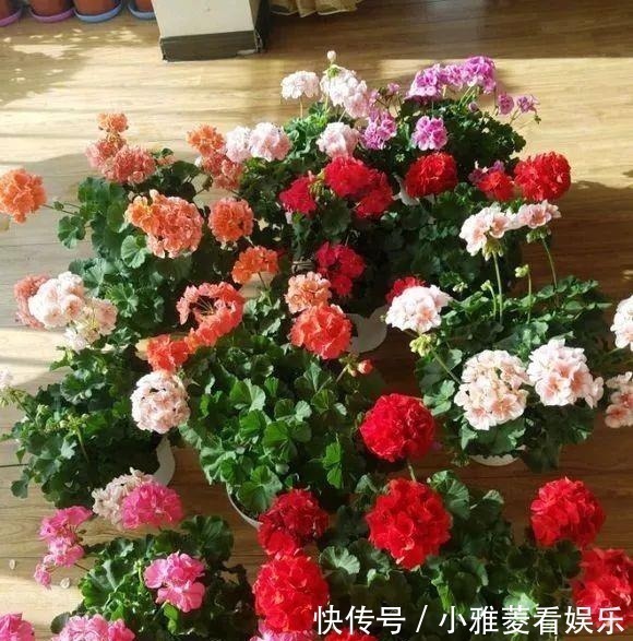 维生素c|家里“过期”小药片，养花是个宝，丢在盆里，比生根水还管用！