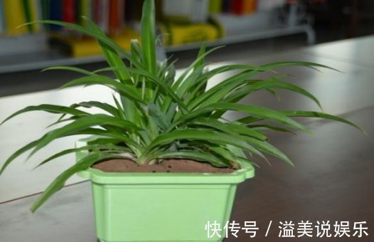 兰中皇后|几种花你至少要养一种,人养花,花也养人,家人身体越来越好!