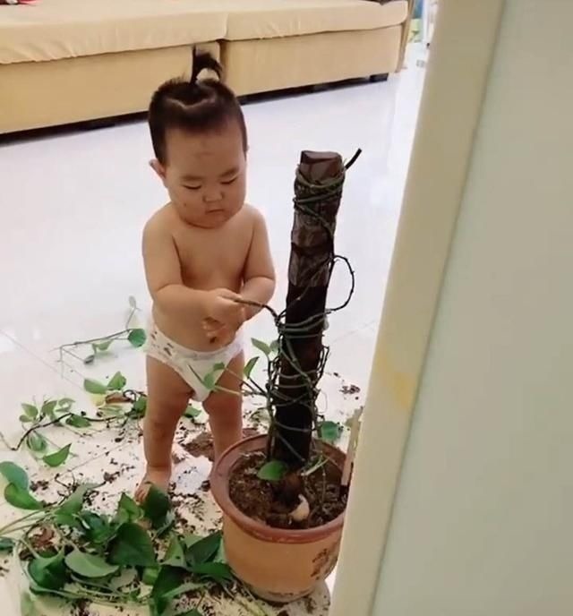 宝宝|奶奶做饭,宝宝趁机给家里的盆栽“做手术”,各忙各的,笑翻网友