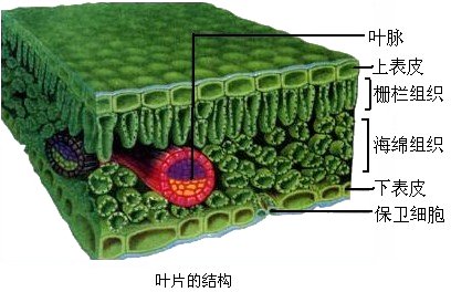 叶片的下列结构中 主要功能是进行光合作用的是a 表皮细胞b 叶脉c 保卫细胞d 叶肉细胞 快资讯