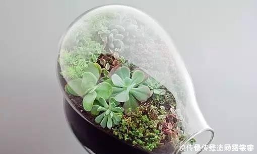 用完的洗衣液瓶千万别扔,它大有妙用!