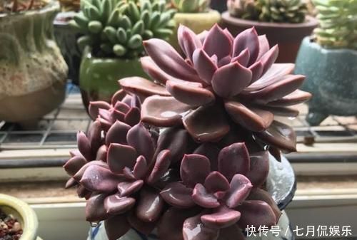 多肉植物|新手养多肉植物,做好这几件事,长得胖乎乎,个个爆满盆