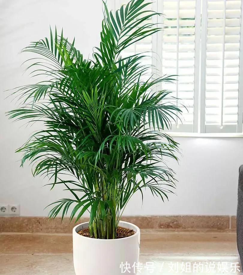 橡皮树|客厅摆放长寿花,好养又漂亮,知道的人却不多