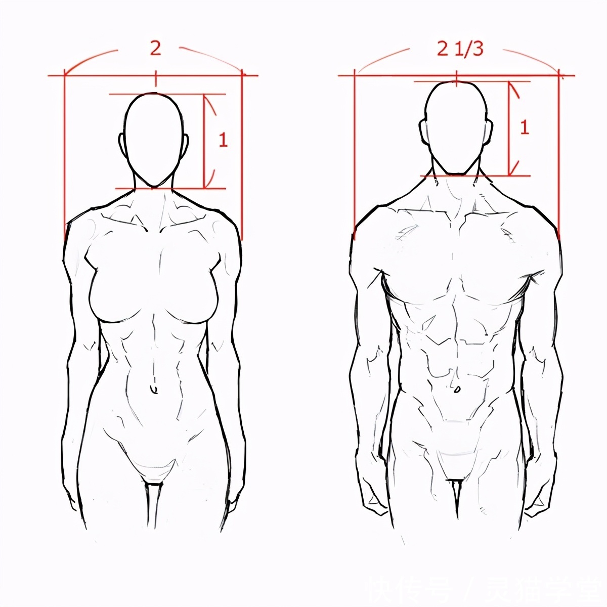 怎么画肌肉发达的女人?教你肌肉发达女性的画法教程!