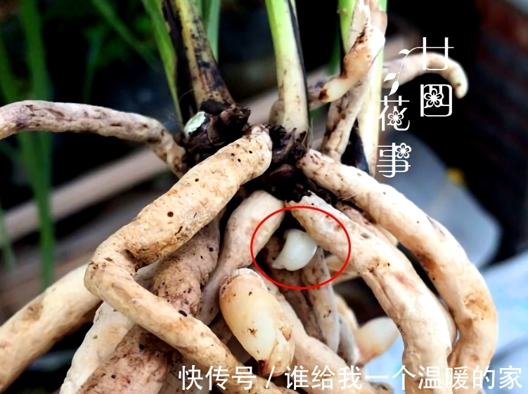 鳞茎|兰花发芽了,花友却又爱又恨,老师傅:这是海底芽