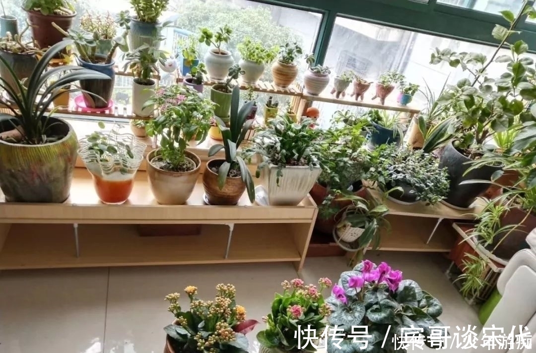 花园|养花技巧:客厅养一堆便宜花,一年四季开不停,没钱也能变花园!