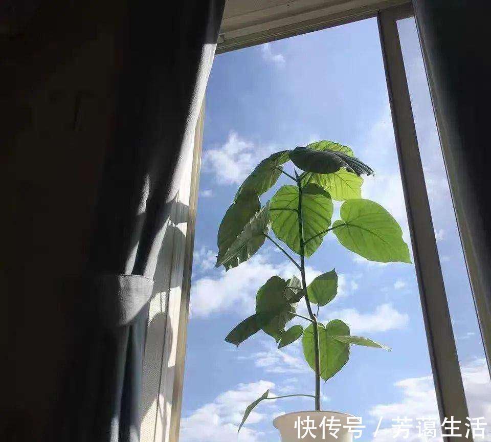 爱心榕|这5种“客厅小森林”的绿植,好看又有森林感,家里满满in风