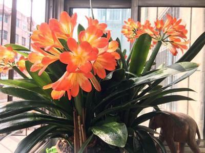 花店老板养花不烂根,黄叶秘诀,浇水加上一点,快死的花都能活