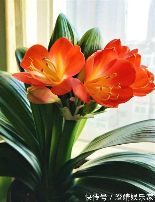 君子兰的“叶片”，别随便剪，否则一年都不会有花开，长不旺