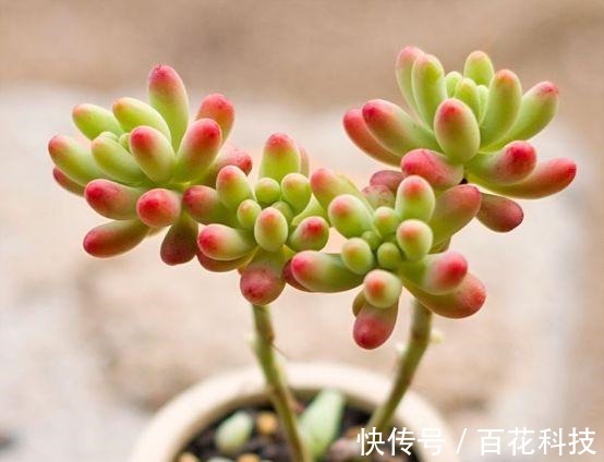 要点|60种多肉图鉴及养护要点,1分钟学会,超全超实用!