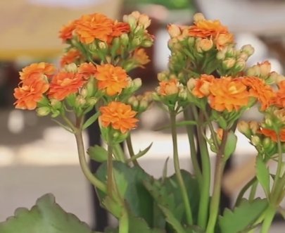 有限|长寿花生长条件有限,学会这2招,照样养得花团锦簇