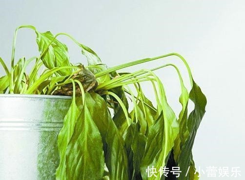 植物|养花遇见虫害怎么办用这6种肥水浇花，虫远离叶翠绿