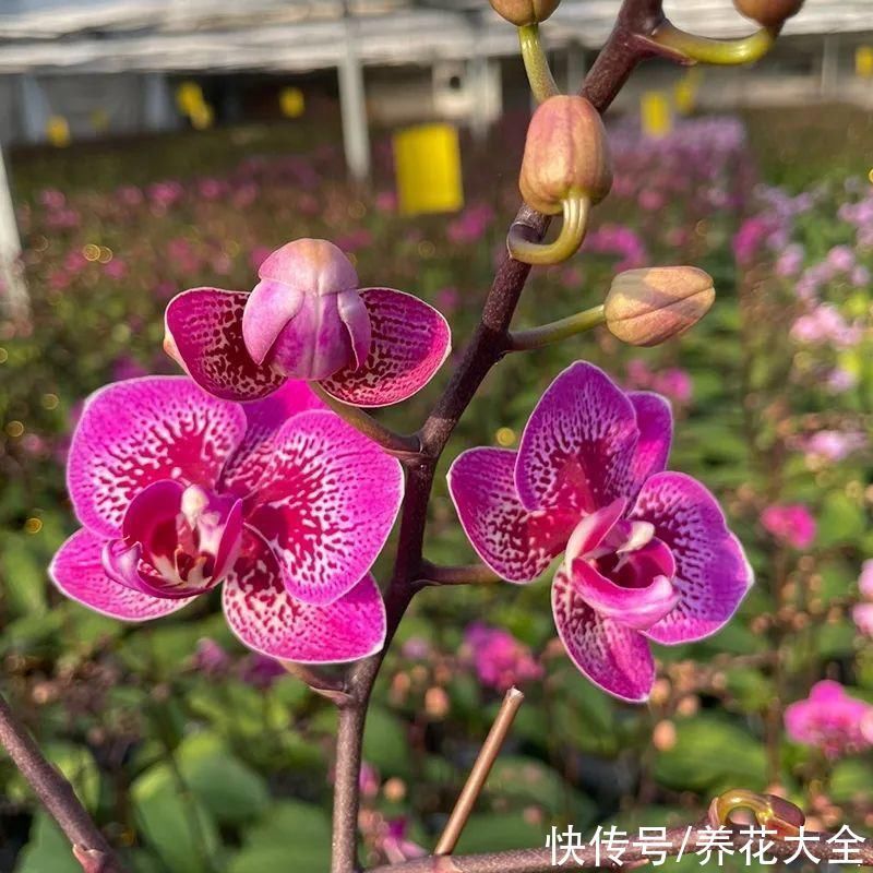 红火好养的“喜庆花”，现在买不吃亏，下个月价格翻两倍