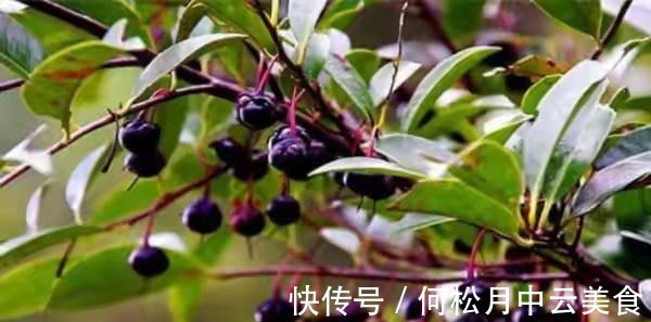 江南人|60种常见野菜，高清大图，收集全了真不容易！