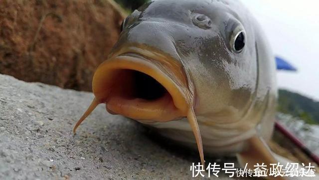 饵团|除了拉丝粉,还有这些办法,能让搓饵的附钩性更好