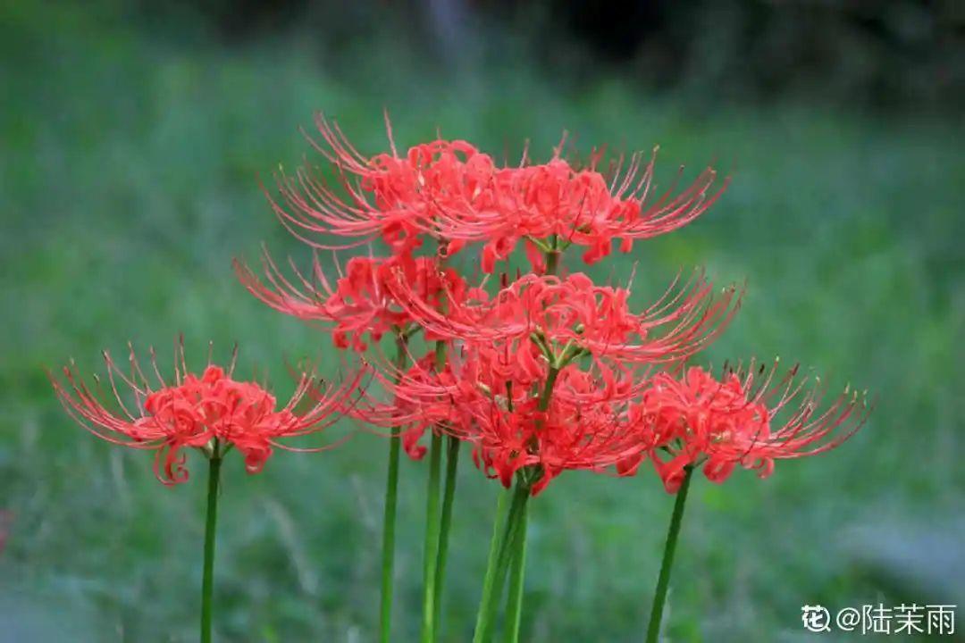 海芋|20种有毒花，出门别乱摘，有小孩的特别注意