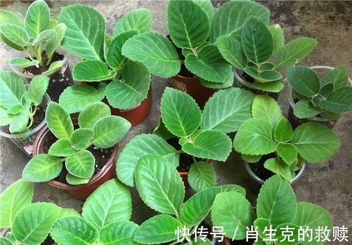 家里养盆“假牡丹”，切碎叶子也“生娃”，堪称阳台“富贵花”