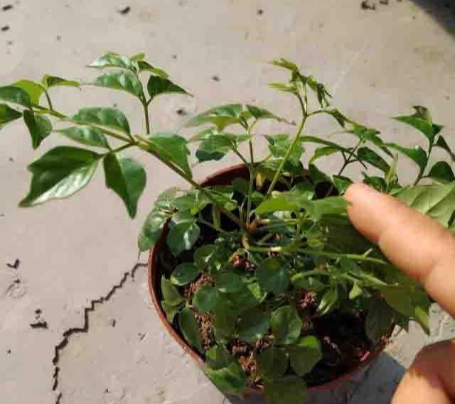 幸福树掉叶子？3个原因解决好，叶绿窜的高，幸福自然到