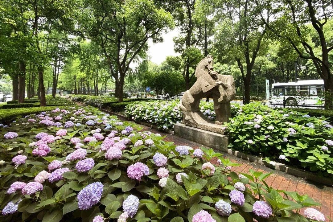 马卡龙|绣球繁花尽绽放 徐汇街头觅“清新”