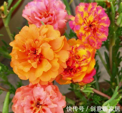 虎皮兰|谁说养花浪费钱?学会这3个小妙招,养花很省钱