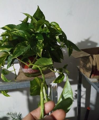  现黄叶|绿萝又黄叶了，用了好方法，变得绿油油