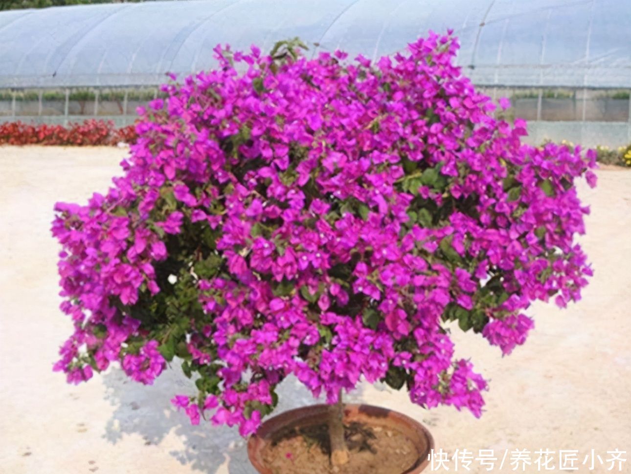 要想三角梅开成“花球”，要定期修剪，再做好4点，才能花开不停