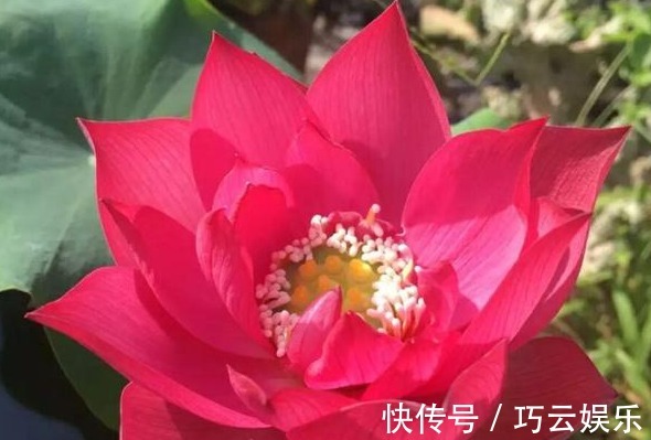 碗莲|别养绿萝了,此花叶大又绿,栽在阳台上,花开美如画,花香四溢!