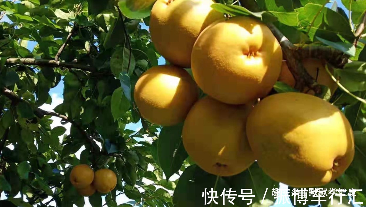 红薯叶|入秋后，大鱼大肉靠边站，多吃“秋天5宝”，应季而食安稳过秋