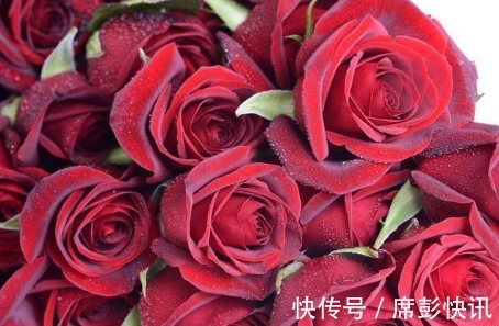 新手养花,不如养盆花中精品“黑魔术”,花开色如黑墨,高贵典雅