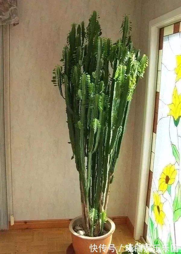 客厅见树，后代富足，7种“吉利树”，随便养一盆，养人又旺家