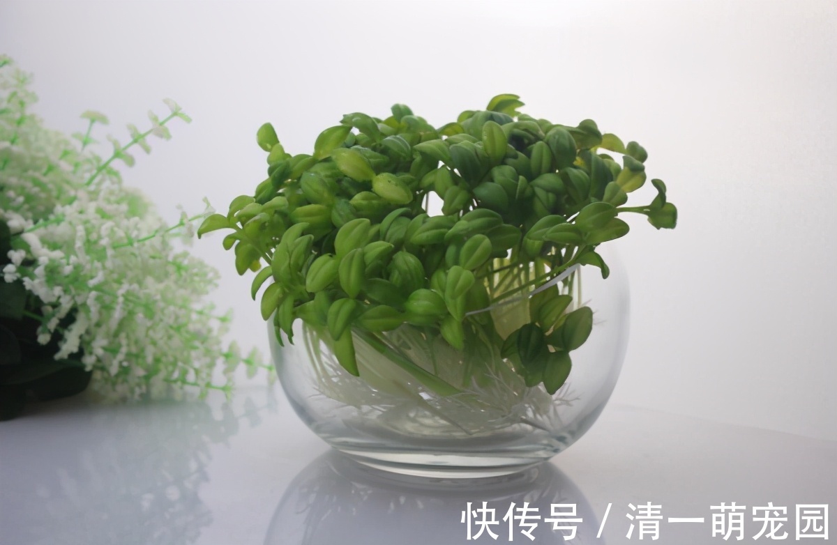 芽点|扦插讨喜的多肉，事前事后这么操作，成活率高很多